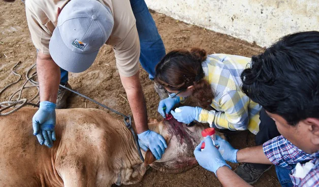 Gusano-informacion ok